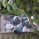 26th August Feeding Ti...