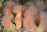 Morchellium argus