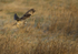 Short eared owl