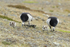 Adult Barnacle Geese moving goslings along, Jokulsarlon, Iceland