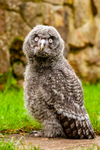 great grey owl stryx nebulosa-7260