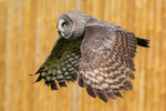 great grey owl stryx nebulosa-9279