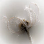 Single Frosty Teasel