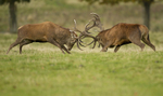RED DEER RUT ref rdr 7
