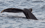 Humpback whale