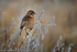 Stonechat (Saxicola torquata) female