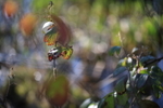 Leaf and Wire 3