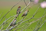 Spanish Sparrow