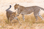 Cheetahs Playing 3
