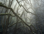 Padley's Web