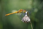 Ruddy Darter