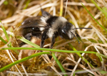 Andrena cineraria (f)