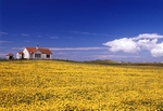Croft house and field of Rapeseed, Benbecula, Outer Hebrides.