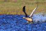 Red-throated Diver starts take-off, Floi, Iceland