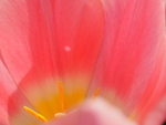 P32402750513