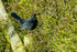 Blackbird Turdus merula-2910