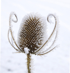 IMG_8118_2 FROSTED TEASLE -1