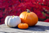 Pumpkins - on garden table - DSC_1552