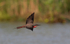 Rosy bee-eater