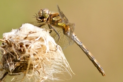 Common Darter