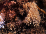 Dysidea fragilis