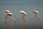 Greater Flamingos