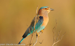 Indian  Roller.