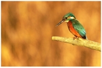 Kingfisher 5
