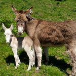 Mother with Baby Donkey 2, Ireland