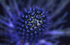 Eryngium