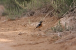 Mousiers Redstart