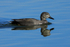 Gadwall (male) swimming on still water at Farmoor