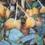 FIRST FROST - KATHY'S GARDEN, 2018