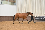 Class 7 - ROR Tattersalls In Hand portfolio