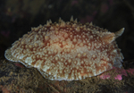 Pleurobranchus membranaceus