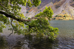 Oak dipping - Wast Water