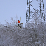 Tree Trimming # 3