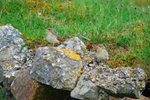 Northern Wheatear fledglings