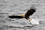 White-tailed Eagle
