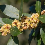 BAY (Laurus nobilis) in flower.