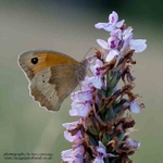 Meadow Brown on wild orchid