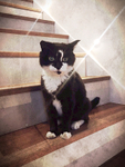 Cat-Sitting-Fulham-SW6