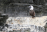 Peruvian Booby standing on ledge, Chanaral Island, Chile