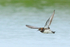 Red-necked Phalarope (male) flying, Iceland