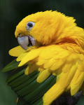 Yellow and Green Parrot