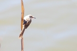 Bird African Reed Warbler