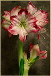 Hippeastrum 'Mambo'