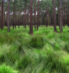 Woodland