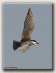 Whiskered Tern