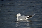 Common Gull